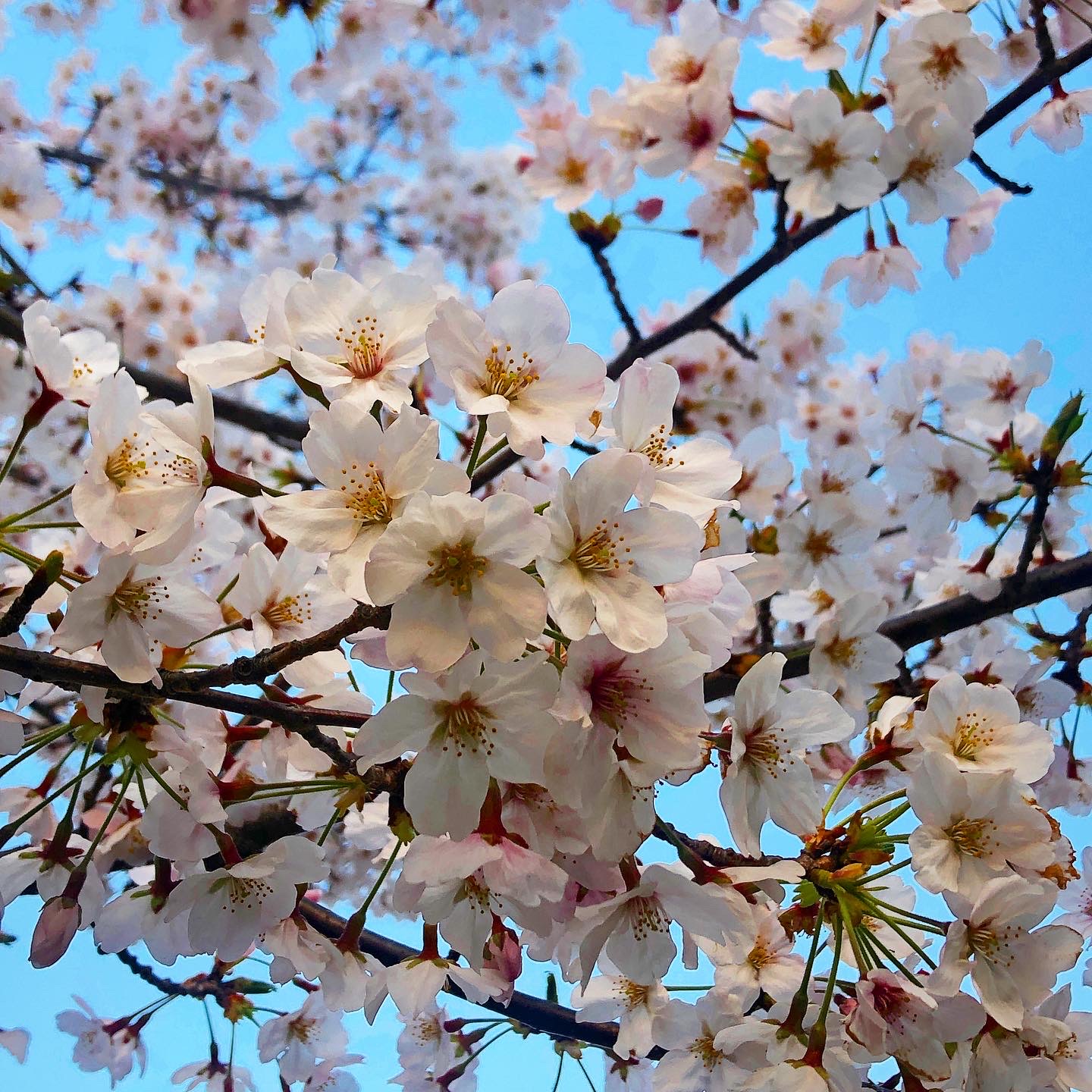 Lessons from the Cherry Blossoms